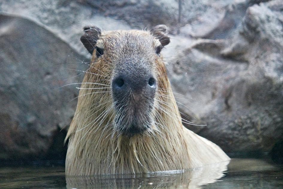 Feature Test with Headless Chrome and Capybara